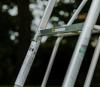 Драбина японська алюмінієва (Tripod) 300 см, вага 10,2 кг, 10-steps (серія STANDARD до 100кг, регулювання висоти задньої опори) HASEGAWA (Хасегава) фото 6