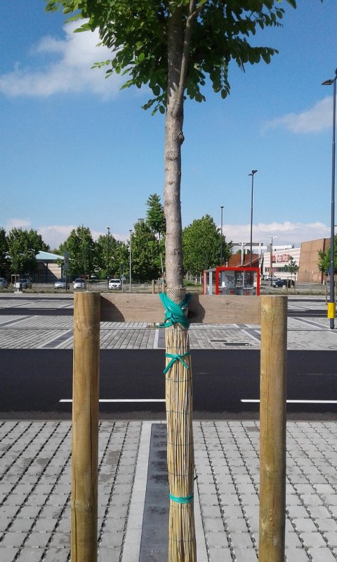 Кембрик для підв`язки дерев та чагарників Cordioli 4 мм, 125 метрів (Італія) (440)  фото 6